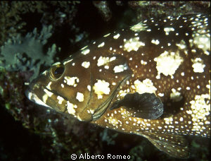 Portrait of a Whiespotted grouper. by Alberto Romeo 
